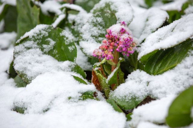 Бадан толстолистный (Bergenia crassifolia)