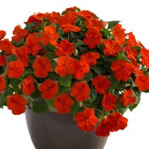 Бальзамин «Джусто-Оранж»