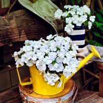 Бальзамин «Джусто-Вайт»