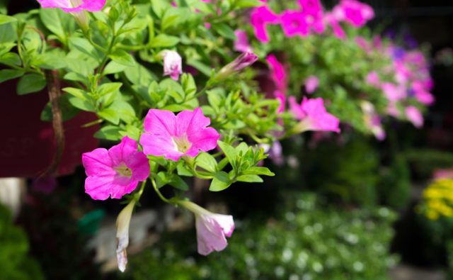 Комбинация кашпо с решеткой — это готовое решение для мгновенного зонирования. Вьющиеся однолетники быстро оплетают экран, создавая плотную и ароматную цветочную ширму, которую легко переместить в любое место на участке.