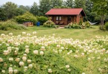 Чем заменить газон на участке? 10 самых лучших альтернатив