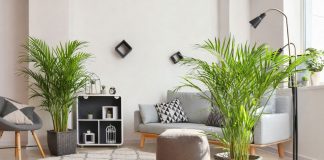 Выбираем идеальную пальму для дома — обзор лучших из лучших