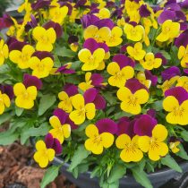 Фиалка рогатая «Эдмаер Еллоу-Парпл-Винг»