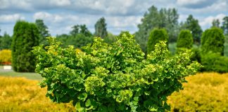 Гинкго билоба в вашем саду — красота, польза и устойчивость