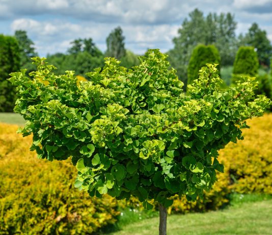 Гинкго билоба в вашем саду — красота, польза и устойчивость - Декоративные кустарники Гинкго билоба в вашем саду — красота, польза и устойчивость