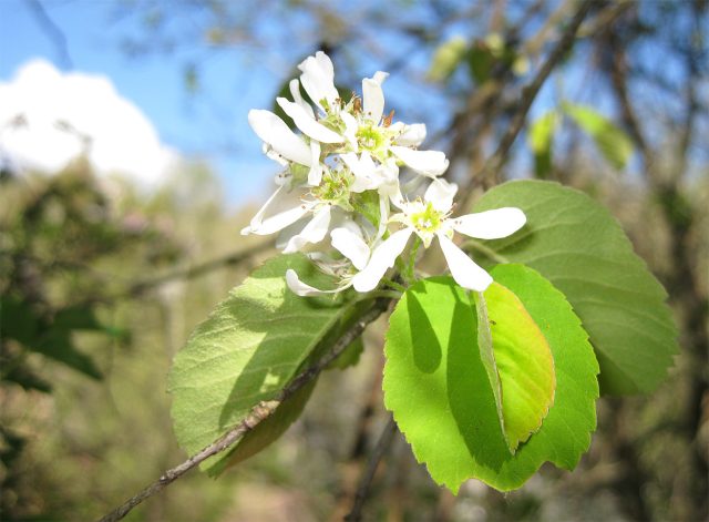 Ирга — тот самый куст когда «и красиво, и вкусно»: в мае она стоит в белой пене цветков, а летом даёт сладкие тёмные ягоды для варенья и компотов. Неприхотлива, зимостойка и плодоносит даже в одиночной посадке. Ирга — тот самый куст когда «и красиво, и вкусно»: в мае она стоит в белой пене цветков, а летом даёт сладкие тёмные ягоды для варенья и компотов. Неприхотлива, зимостойка и плодоносит даже в одиночной посадке.