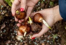 Как купить луковицы цветов и не разочароваться?