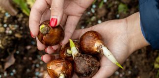 Как купить луковицы цветов и не разочароваться?