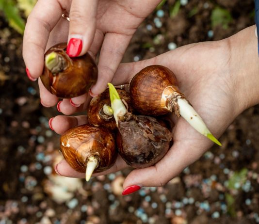 Как купить луковицы цветов и не разочароваться?