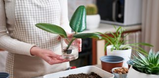 Как правильно размножить комнатное растение черенкованием?