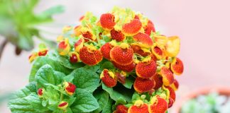 Как продлить жизнь кальцеолярии и заставить ее цвести снова?