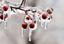 Как спасти деревья и кустарники от наледи? Важные тонкости