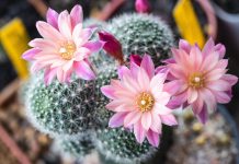Как ухаживать за кактусом, чтобы он зацвёл? Все секреты