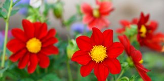 Как вырастить однолетние георгины из семян — от посева до цветения