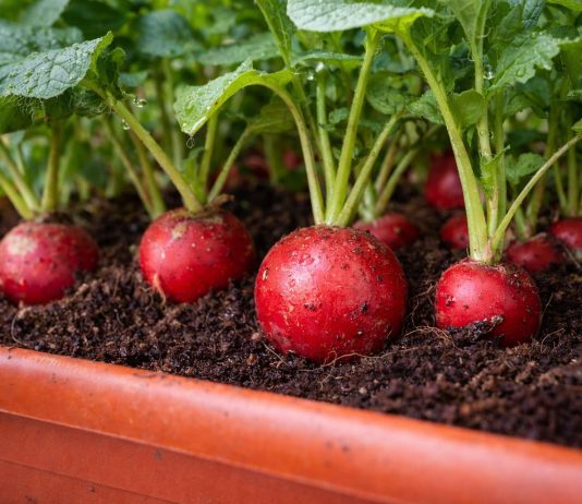 Как вырастить редис на подоконнике — простой и быстрый урожай