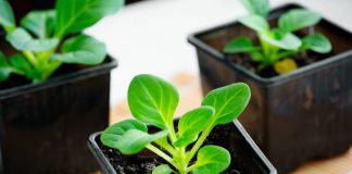 Какие цветы нужно посеять на рассаду в январе?