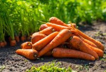 Какую морковь сажать в этом году? 12 самых надёжных сортов