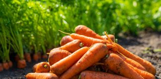 Какую морковь сажать в этом году? 12 самых надёжных сортов