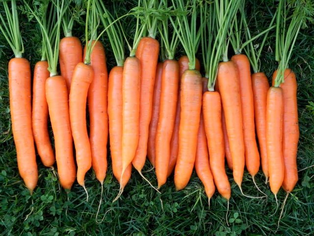 Витаминная 6 славится высоким содержанием каротина и стабильным вкусом. Хорошо растёт в прохладных регионах, не склонна к стрелкованию и даёт сладкие корнеплоды, которые отлично хранятся и подходят для заготовок. Витаминная 6 славится высоким содержанием каротина и стабильным вкусом. Хорошо растёт в прохладных регионах, не склонна к стрелкованию и даёт сладкие корнеплоды, которые отлично хранятся и подходят для заготовок.