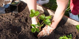 Когда лучше сажать клубнику? Разбираем все варианты