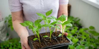 Когда нужно сеять овощи на рассаду? Подробный справочник и правила