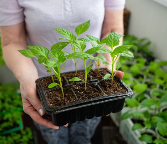 Когда нужно сеять овощи на рассаду? Подробный справочник и правила