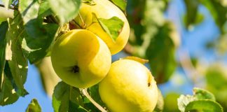 Легендарные сорта яблонь — верните вкус детства в ваш сад