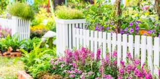 Что посадить вдоль забора — 14 самых удачных вариантов