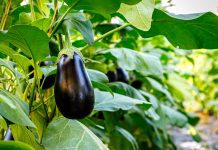 Лучшие сорта баклажанов — самые надёжные, вкусные, урожайные