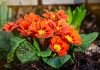 Лучшие виды примул для сада — самые надёжные и эффектные