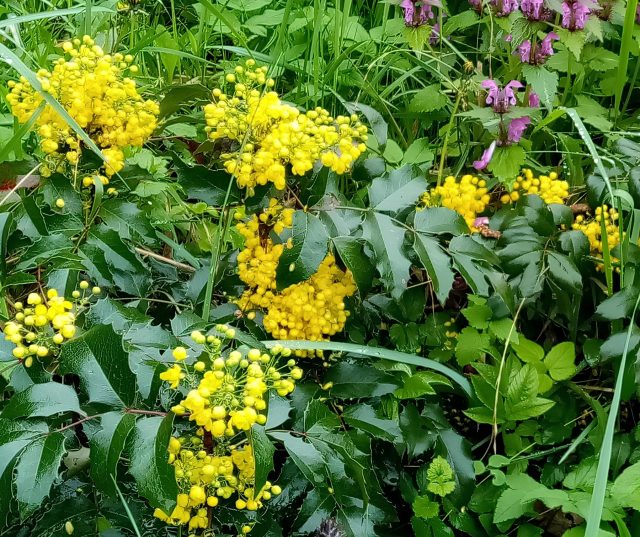 В мае магония зацветает крупными ярко-жёлтыми кистями. Цветение душистое, с тонкими ландышевыми нотами, которые ощущаются уже на подходе к кусту.