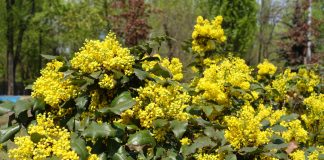 Магония — ярко-золотистый кустарник от которого я в восторге - Декоративные кустарники Магония — ярко-золотистый кустарник от которого я в восторге