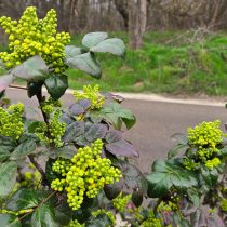«Смарагд» (Mahonia aquifolium ‘Smaragd’)