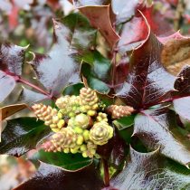«Оранж Флейм» (Mahonia aquifolium ‘Orange Flame’)