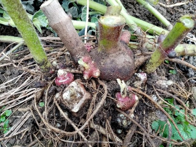 Сформировавшиеся почки замещения Сформировавшиеся почки замещения