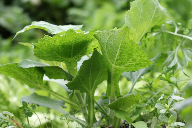 Оптимальная температура для выращивания якона +18...+25°C, но для образования приемлемого урожая потребуется месяцев пять роста. То есть в средней полосе вне теплицы можно надеяться только на красивое орнаментальное растение Оптимальная температура для выращивания якона +18...+25°C, но для образования приемлемого урожая потребуется месяцев пять роста. То есть в средней полосе вне теплицы можно надеяться только на красивое орнаментальное растение