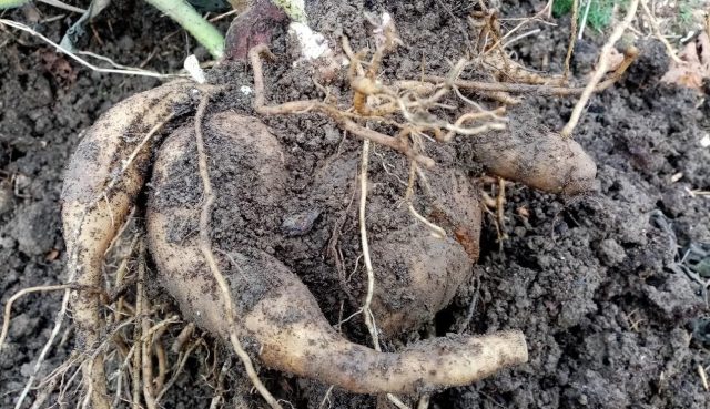 У меня набралось с десяток клубней общим весом килограмма на два. Если бы на поливе, было бы раза в полтора больше. У меня набралось с десяток клубней общим весом килограмма на два. Если бы на поливе, было бы раза в полтора больше.