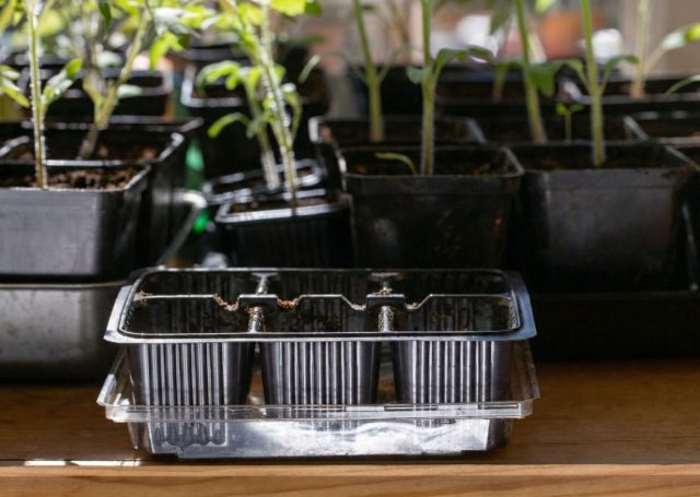 Даже если визуально кассеты кажутся чистыми, микроскопические споры грибков могут сохраняться в остатках старого грунта месяцами. Тщательная очистка от земли — это первый и обязательный барьер на пути опасного заболевания «черная ножка».