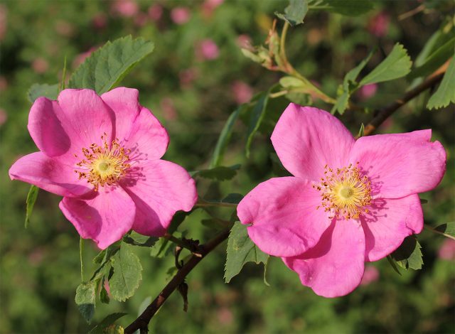 Шиповник — природная роза с бонусом: крупные душистые цветки украшают сад и собирают пчёл, а осенью куст одаривает витаминными плодами. Шиповник — природная роза с бонусом: крупные душистые цветки украшают сад и собирают пчёл, а осенью куст одаривает витаминными плодами.