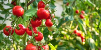 Сорта раннеспелых томатов, которые обеспечат вас урожаем