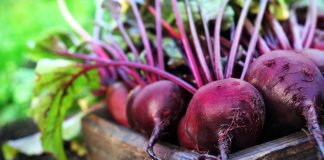 Сорта свёклы, которые я советую всем — нежные, вкусные и без колец
