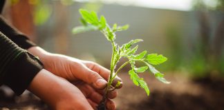 Томаты в пелёнках — выносливая рассада по методу Галины Кизимы