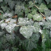 Плющ обыкновенный (Hedera helix)