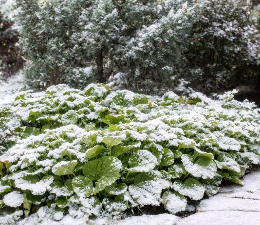 Вместо серых веток — зелень! Растения, которые украшают сад зимой