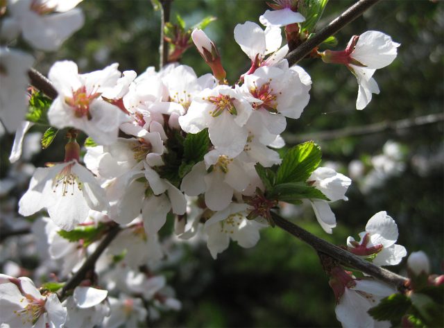 Во время цветения войлочная вишня выглядит как воздушное розово-белое облако — идеальный акцент для маленького сада. А потом появляются сладкие ягоды для варенья. Любит солнце и дренаж, и лучше растёт, когда рядом посажены разные сорта. Во время цветения войлочная вишня выглядит как воздушное розово-белое облако — идеальный акцент для маленького сада. А потом появляются сладкие ягоды для варенья. Любит солнце и дренаж, и лучше растёт, когда рядом посажены разные сорта.