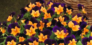 Бальзамин, львиный зев, фиалка рогатая – новинки сортов, которые удивят!