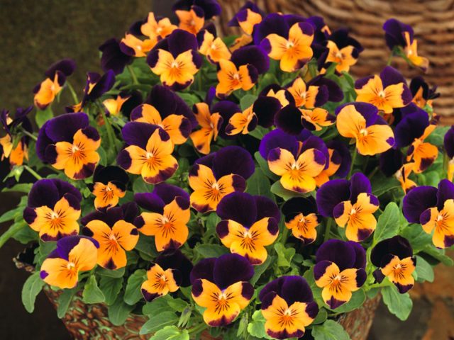 Бальзамин, львиный зев, фиалка рогатая – новинки сортов, которые удивят!