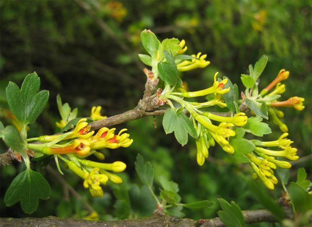 Золотистая смородина весной превращается в солнечное облако: куст усыпан жёлтыми кистями и пахнет мёдом. Летом созревают разноцветные ягоды, мягкие по вкусу и полезные. Культура выносливая, редко болеет и не капризничает. Золотистая смородина весной превращается в солнечное облако: куст усыпан жёлтыми кистями и пахнет мёдом. Летом созревают разноцветные ягоды, мягкие по вкусу и полезные. Культура выносливая, редко болеет и не капризничает.