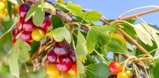 Золотистая смородина — сажать или нет? Все «за» и «против» - Сад и огород Золотистая смородина — сажать или нет? Все «за» и «против»