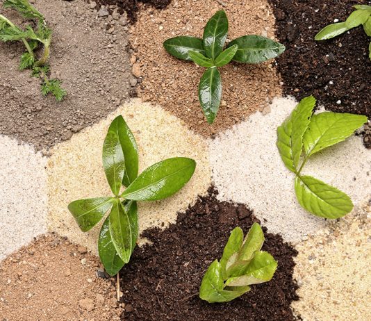 Цеолит для рассады — секрет крепкой корневой системы и защиты от болезней